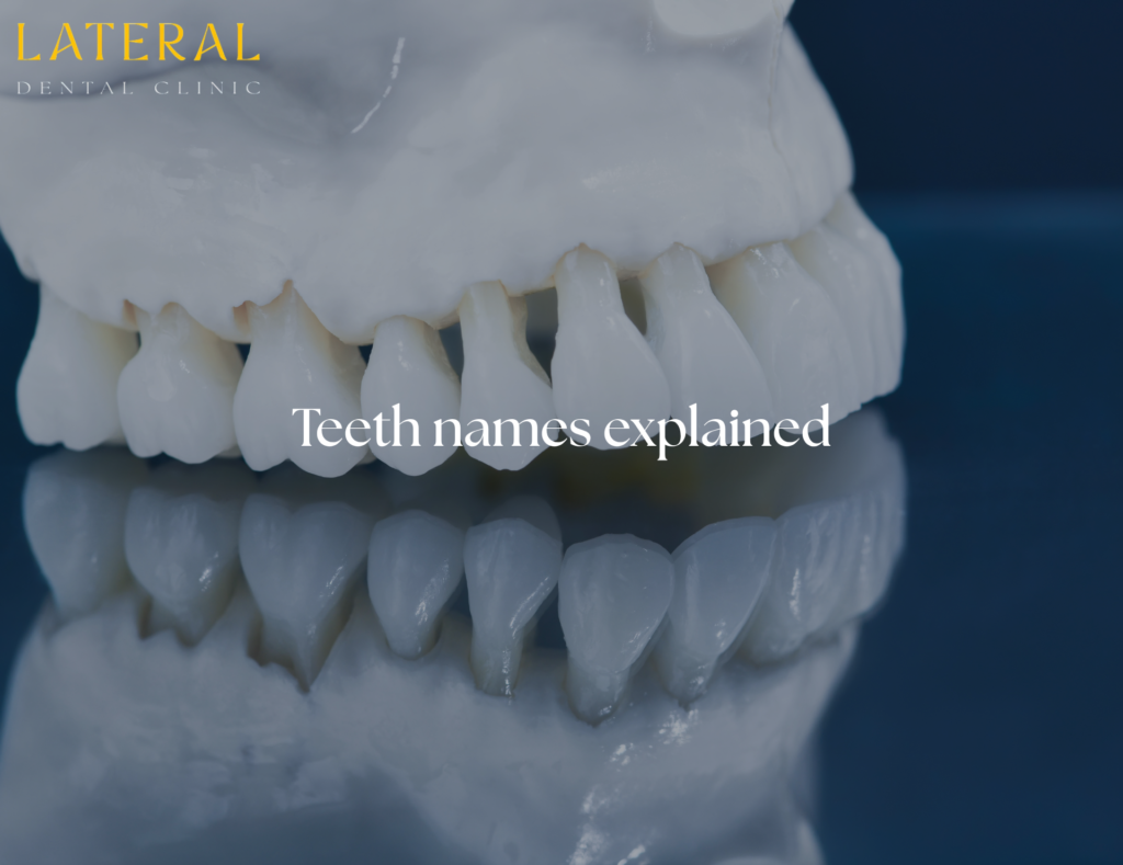 teeth names - what are they called